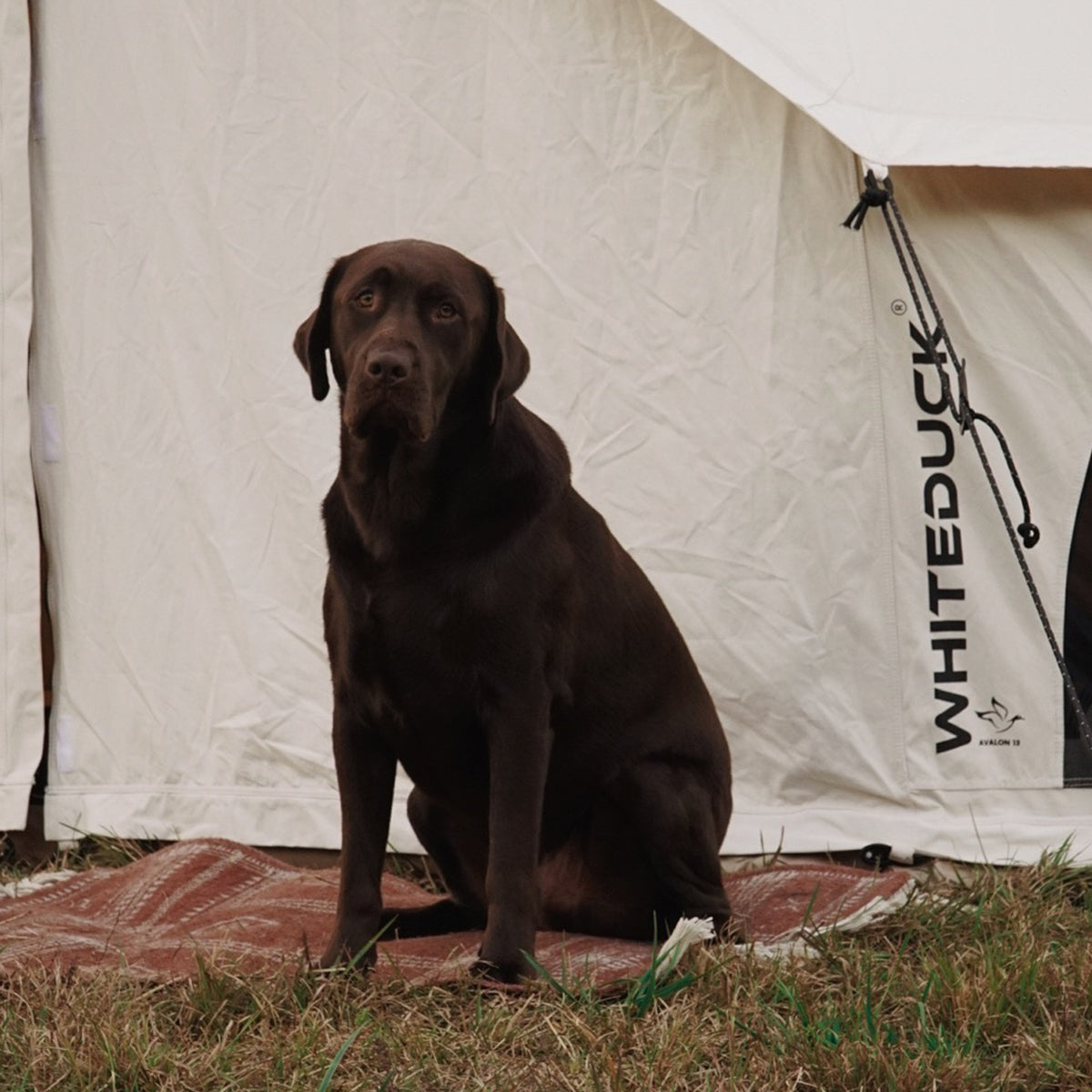 White Duck Outdoors - Avalon Bell Tent